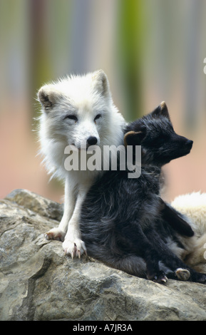 Arctic fox mother with child Stock Photo
