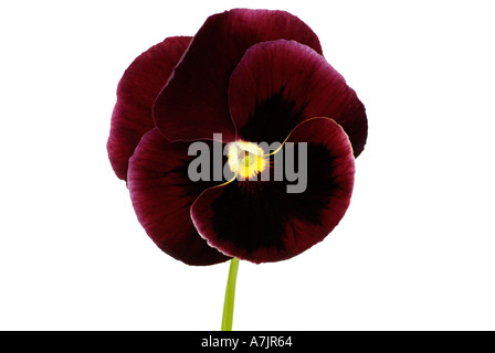 Viola Close Up, Commonly Known as the Pansy. Stock Photo