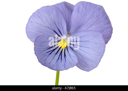 Viola Close Up, Commonly Known as the Pansy. Stock Photo