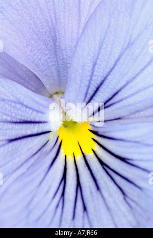 Viola Close Up, Commonly Known as the Pansy. Stock Photo