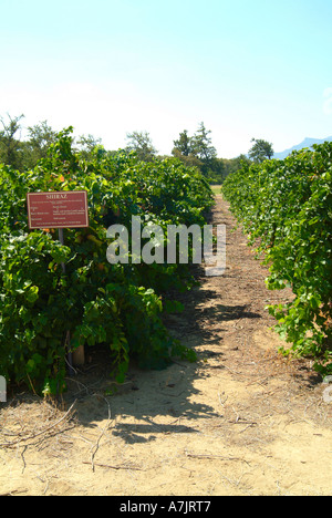 Grapevines Growing Under Clear Blue Sky at Boschendal Winery in Franschhoek Valley South Africa Stock Photo