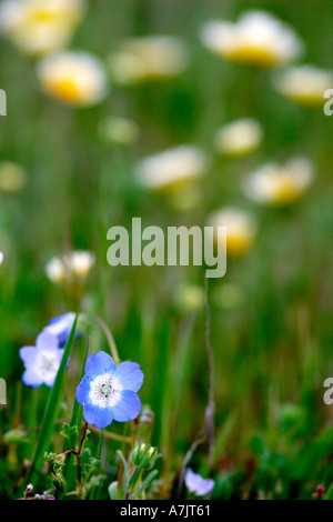 Baby blue eyes in carrizo plains national monument Stock Photo