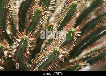 Euphorbia Pentagona cactus Stock Photo - Alamy