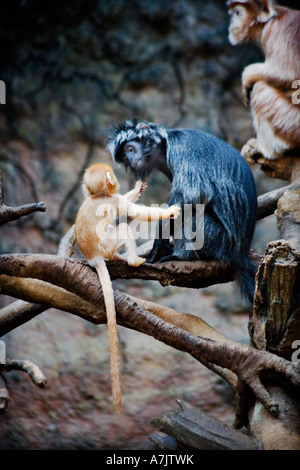 monkeys at Bronx Zoo baby and adult interacting with tenderness and love as baby gently holds or pulls on adult s beard Stock Photo
