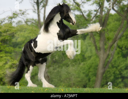 Gypsy Vanner Horse stallion rearing up in exuberance Stock Photo