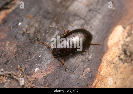 Dor beetle geotrupes stercorarius Stock Photo