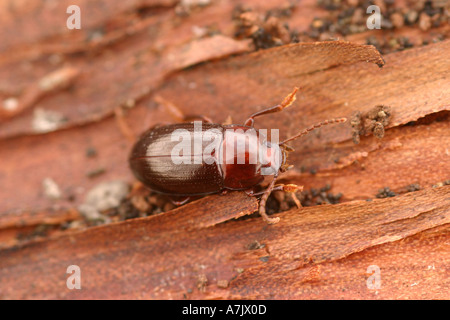 Dor beetle geotrupes stercorarius Stock Photo