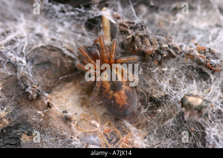 Amaurobius similis spider Stock Photo