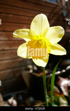 Narcissus Daffodil flower in Spring English garden. Stock Photo