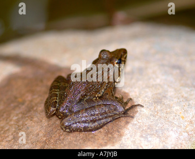 Common River Frog Sitting on a Rock At Cathedral Peak Hotel Drakensberg Mountains South Africa Stock Photo