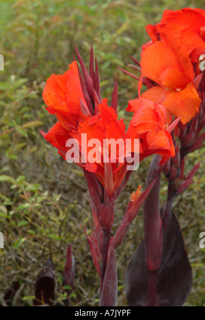 Canna Assault in Full Bloom at Cathedral Peak Hotel Drakensberg Mountains South Africa Stock Photo