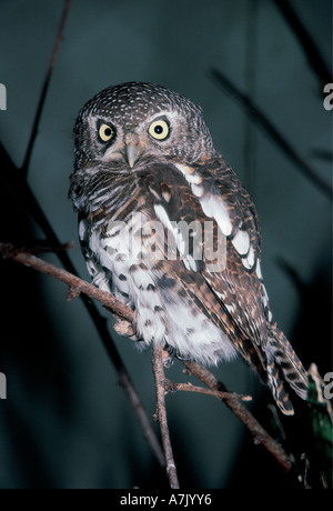 Barred Owl Zimbabawe Stock Photo