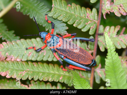 Colourful South African Gaudy Grasshopper on Leaves at Cathedral Peak Hotel Stock Photo