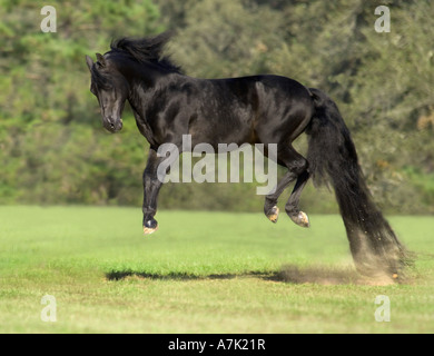 Black Morgan Horse stallion with extreme long tail jumps up with all feet off the ground Stock Photo