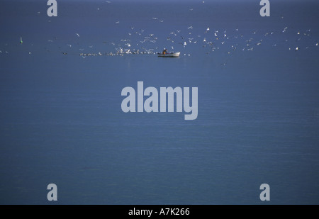Gulls following the fishing boat in hope of scraps being thrown number 1710 Stock Photo
