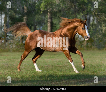 Red roan colored American Quarter Horse stallion Stock Photo - Alamy