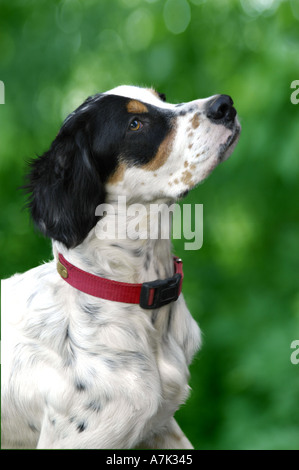 English setter dog at attention Stock Photo