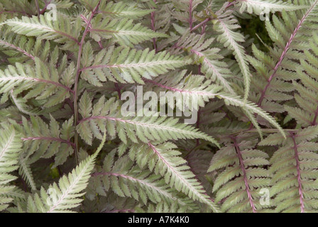 Athyrium niponicum 'Pictum'. Japanese painted fern. Stock Photo