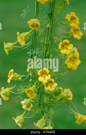 Tropaeolum brachyceras Stock Photo