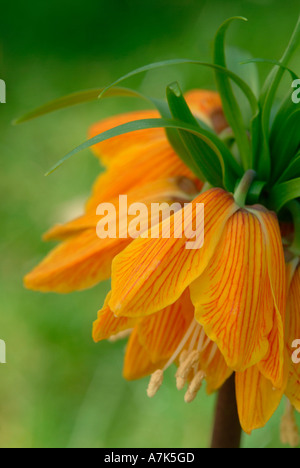 Fritillaria imperialis 'Striped Beauty' Stock Photo