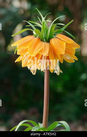 Fritillaria imperialis 'Striped Beauty' Stock Photo