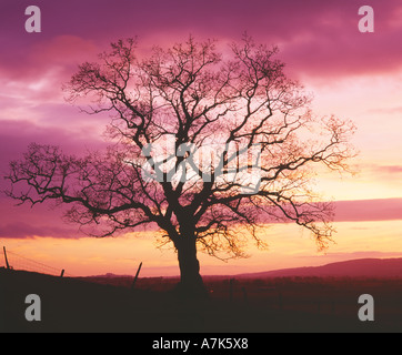 Silhouetted tree against the dawn sky Carse of Stirling Stirling Scotland Stock Photo