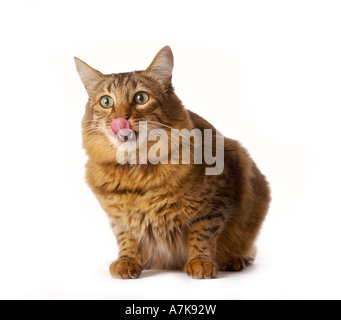 Domestic cat crouched down on a white background licking its lips. Stock Photo