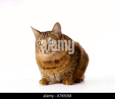 Domestic Bengal cat crouching down on a white background, looking out of shot, Stock Photo