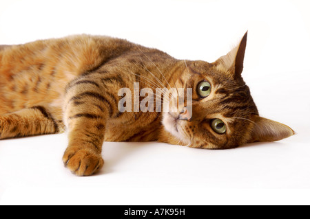 A content domestic Bengal cat laid on its side on a white background Stock Photo