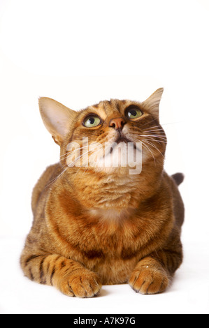 Bengal cat looking upwards whilst lying on its stomach. Stock Photo