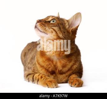 Bengal cat looking upwards whilst lying on its stomach. Stock Photo