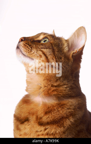 Head and shoulders shot of a Bengal cat looking upwards seen against a  white background. Stock Photo