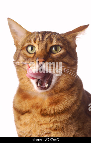 Close-up of a domestic Bengal cat licking its lips seen against a white background. Stock Photo