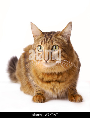 Domestic Bengal cat crouching down on a white background Stock Photo