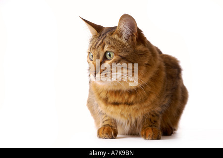 Domestic Bengal cat crouching down on white background looking out of shot Stock Photo