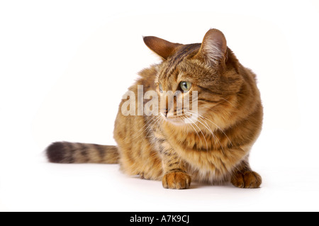 Domestic Bengal cat crouching down on white background looking out of shot. Stock Photo