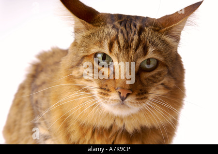Close-up of domestic Bengal cat crouched down looking straight at the camera Stock Photo