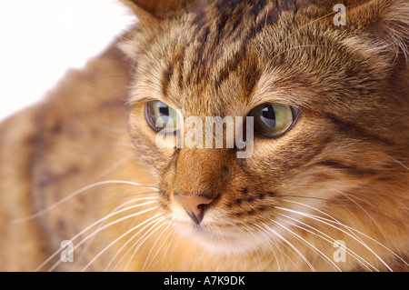 Close-up of a Bengal cat's face Stock Photo