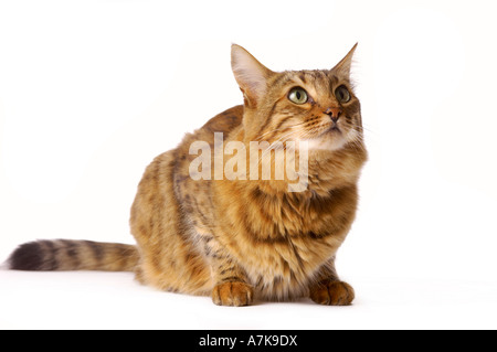 Bengal cat crouching down on white background looking up Stock Photo