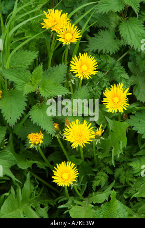 Stinging nettle flower blooms Stock Photo - Alamy