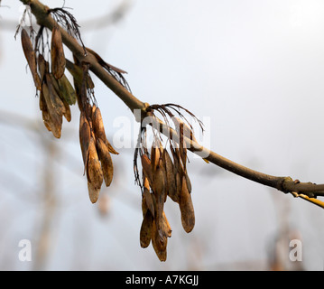 Fraxinus excelsior Ash Tree Seeds Stock Photo