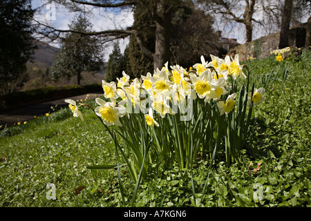 Group of daffodils in garden Wales UK Stock Photo