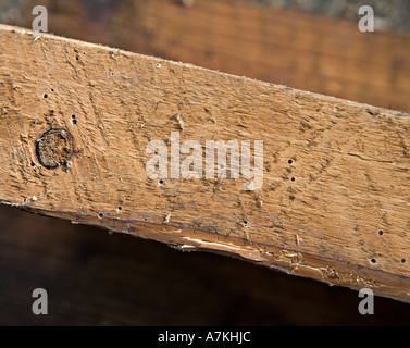 Woodworm holes in soft wood Wales UK Stock Photo