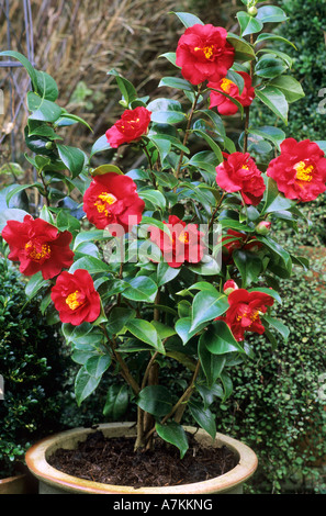 Camellia 'Barbara Morgan' in container, red flower, garden plant, pot, planter, container plants. camellias Stock Photo