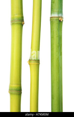 Three bamboo canes on a white background Stock Photo