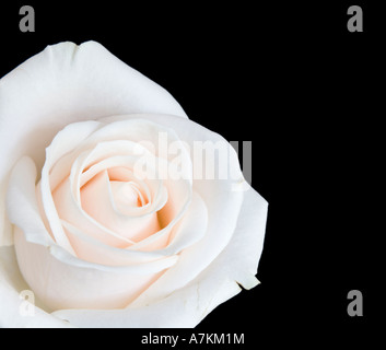 White rose isolated against a black background Stock Photo