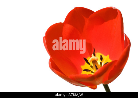 Tulip isolated against a white background Stock Photo