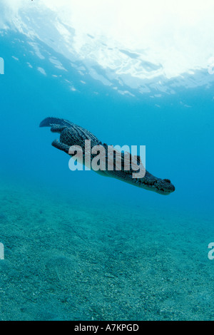 juvenile saltwater Indo Pacific crocodile Crocodylus porosus Papua New Guinea Pacific Ocean Stock Photo