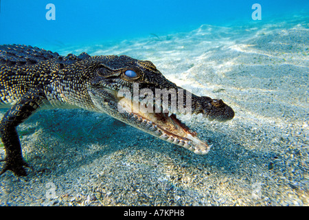 juvenile saltwater Indo Pacific crocodile Crocodylus porosus Papua New Guinea Pacific Ocean Stock Photo