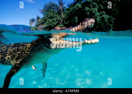 juvenile saltwater Indo Pacific crocodile Crocodylus porosus Papua New Guinea Pacific Ocean Stock Photo